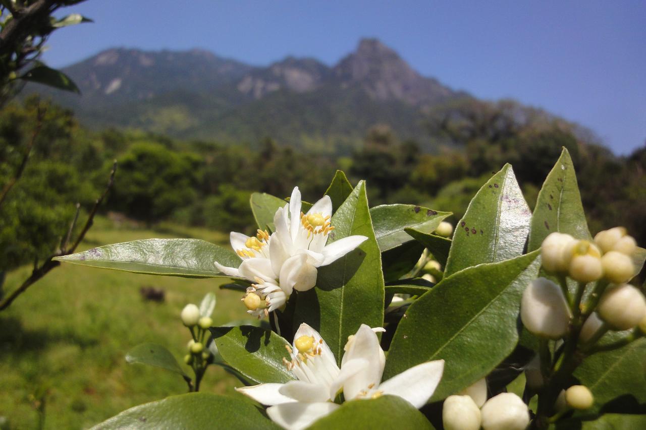 Pension Blue Drop Acomodação com café da manhã Yakushima  Exterior foto